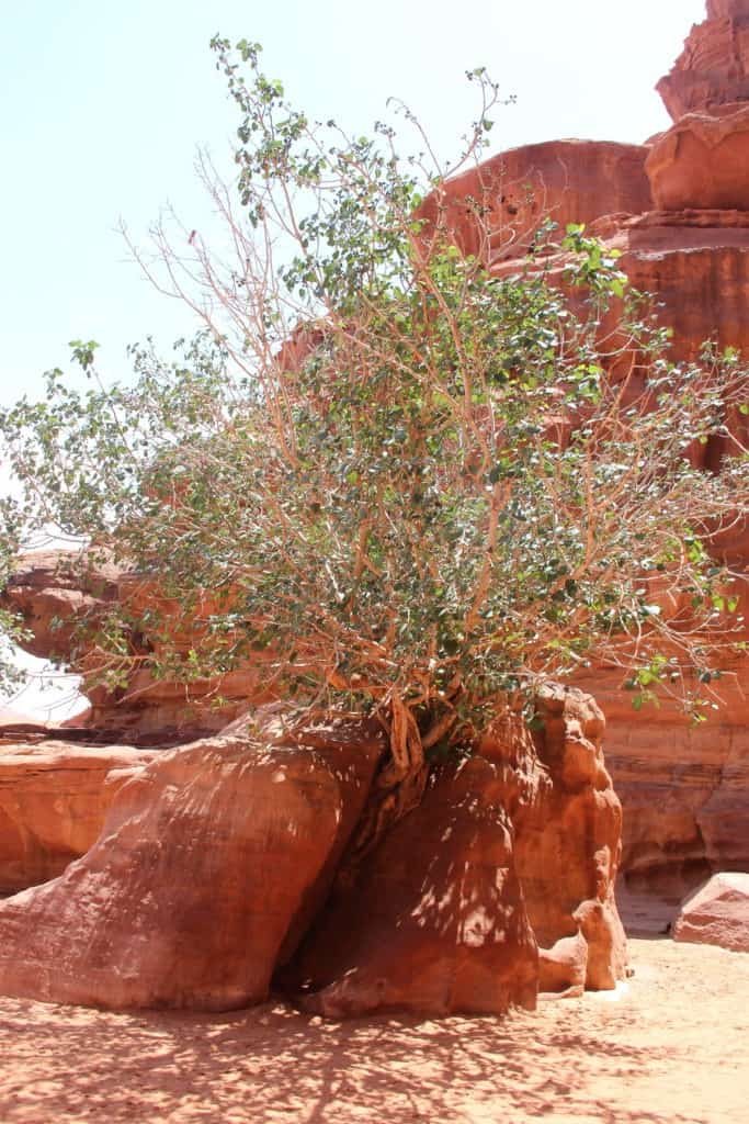Visiter la Jordanie en 10 jours