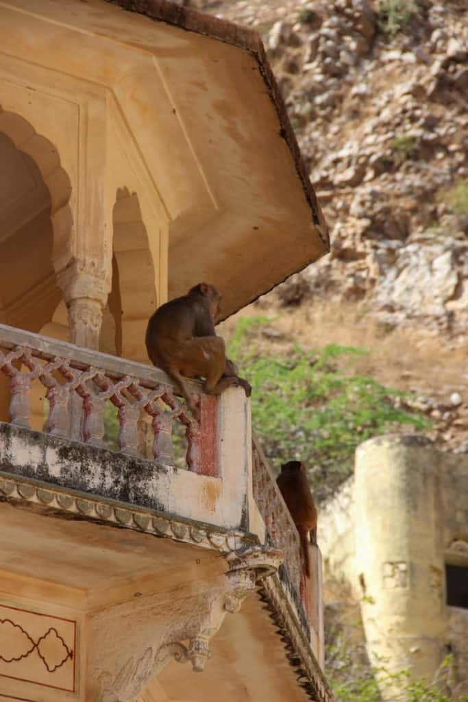 le Temple des Singes voyage au Rajasthan