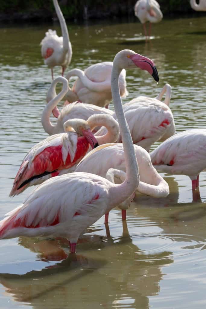 voir les flamants roses camargue