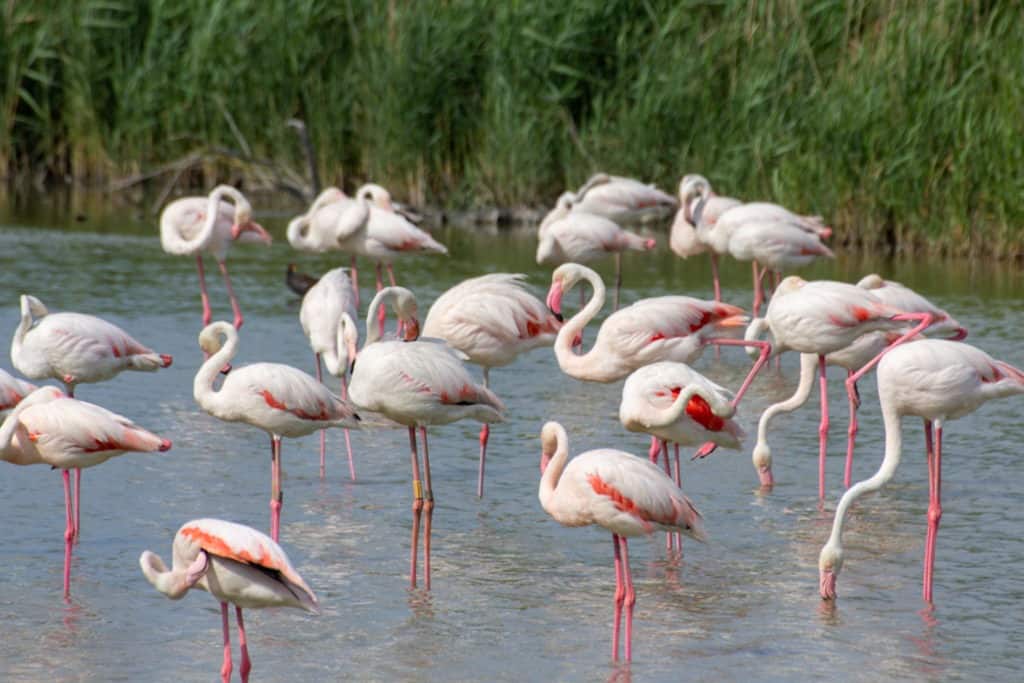 voir les flamants roses camargue