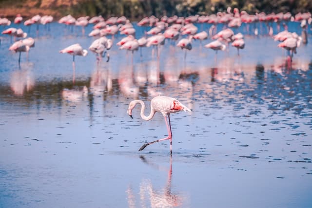 Le parc ornithologique de Camargue