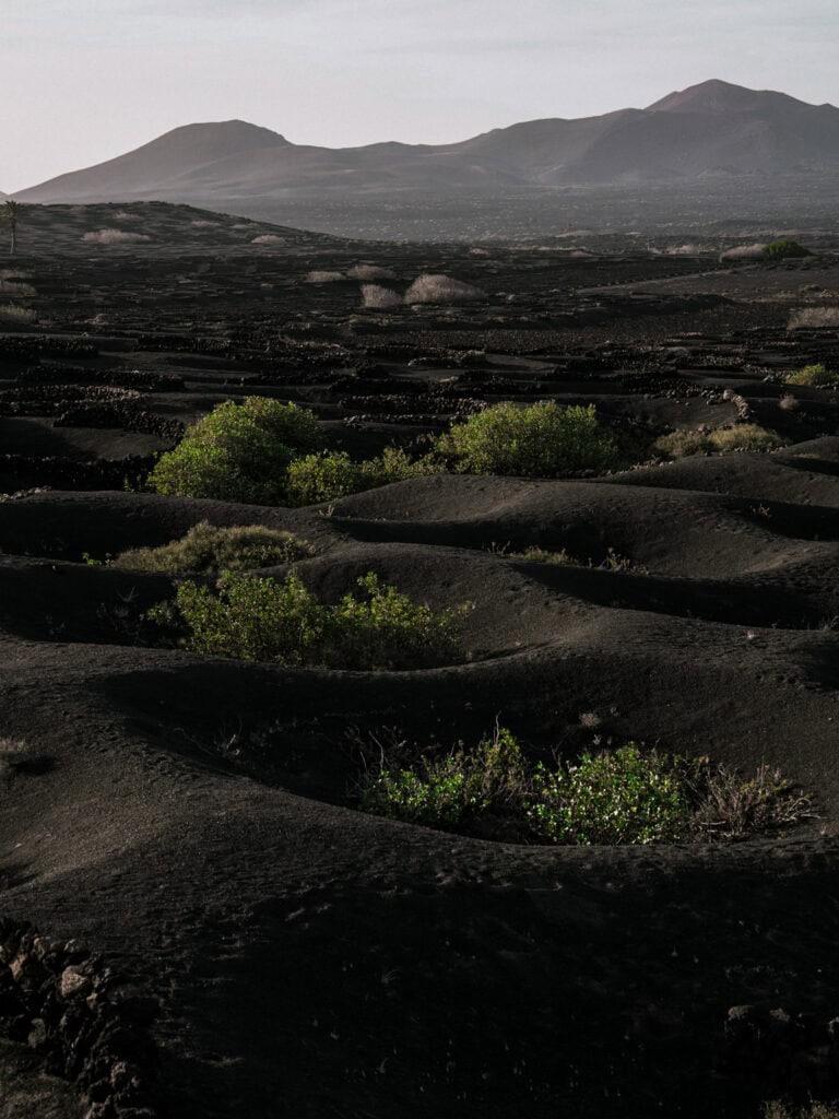 Vignobles de La Geria avec vignes plantées dans des trous de cendre volcanique noire
