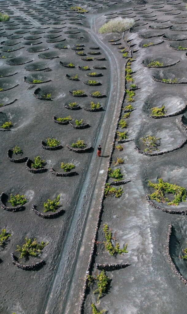 Vignobles de La Geria avec vignes plantées dans des trous de cendre volcanique noire