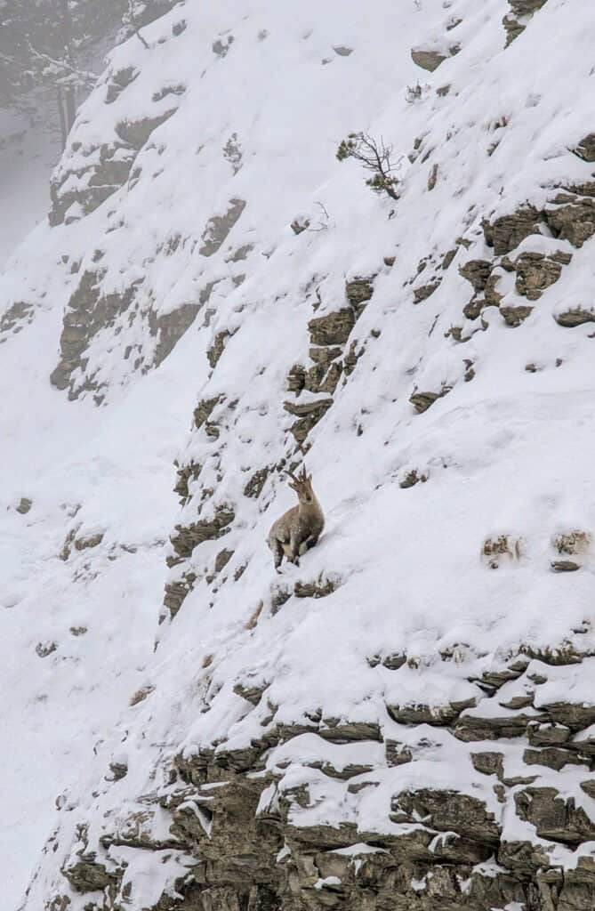 bouquetin des hauts plateaux du vercors