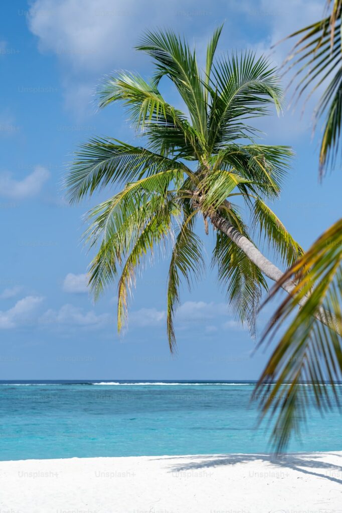 nord sauvage de Caye Caulker