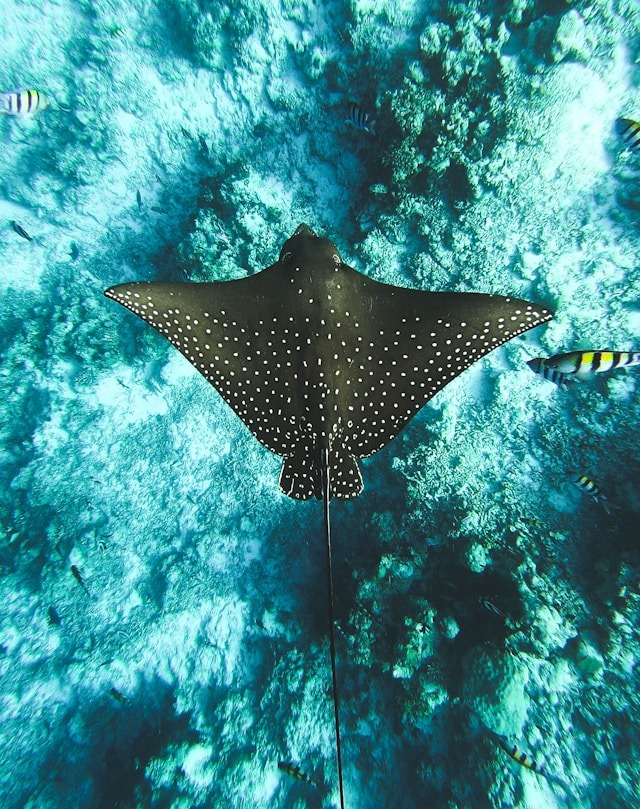 snorkeling cayer caulker