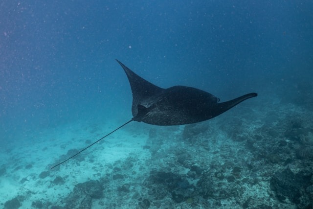 snorkeling cayer caulker