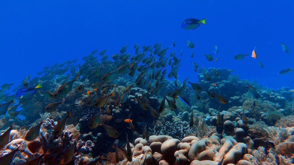 snorkeling cayer caulker