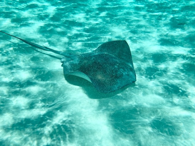 Stingray Beach caye caulker