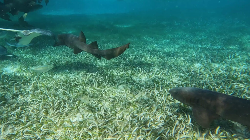 snorkeling cayer caulker