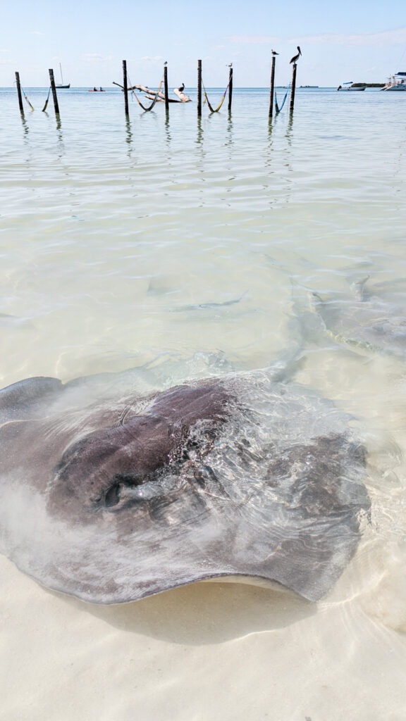 Stingray Beach caye caulker