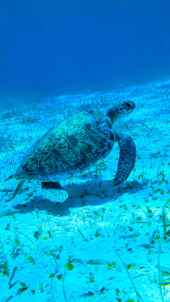 snorkeling cayer caulker