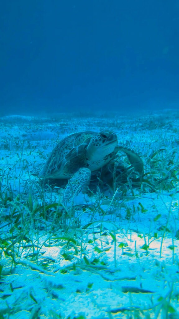 snorkeling cayer caulker