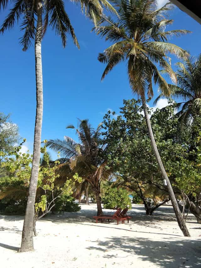 nord sauvage de Caye Caulker