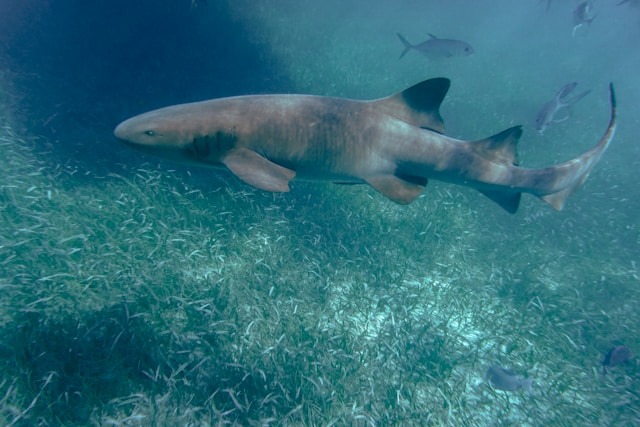 snorkeling cayer caulker