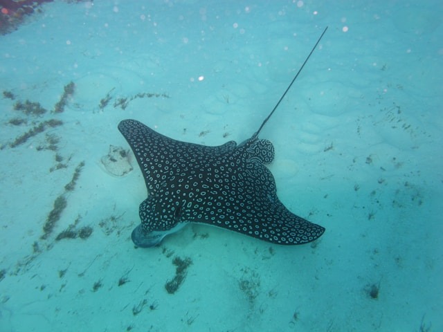 snorkeling cayer caulker